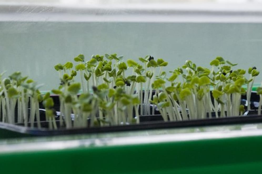 Gemüsepflanzen, die jetzt noch auf der Fensterbank heranwachsen, dürfen bald nach draußen.