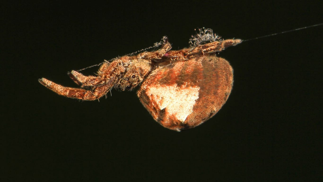 Hyptiotes cavatus: Die Spinne hat eine besondere Technik, ihre Beute zu fangen.