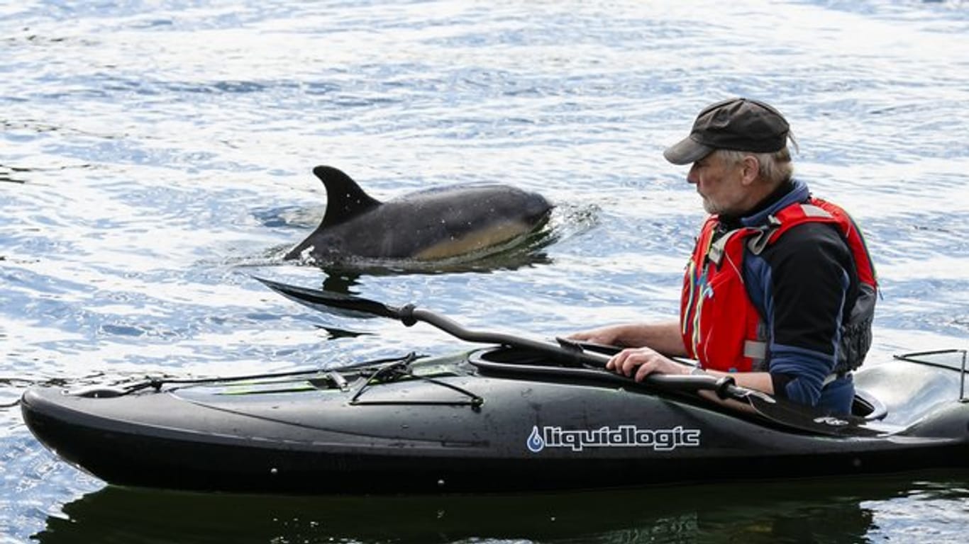 Der etwa zwei Meter großer Delfin nähert sich einem Paddler in der Schwentinemündung.