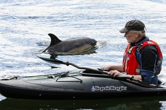 Der etwa zwei Meter großer Delfin nähert sich einem Paddler in der Schwentinemündung.