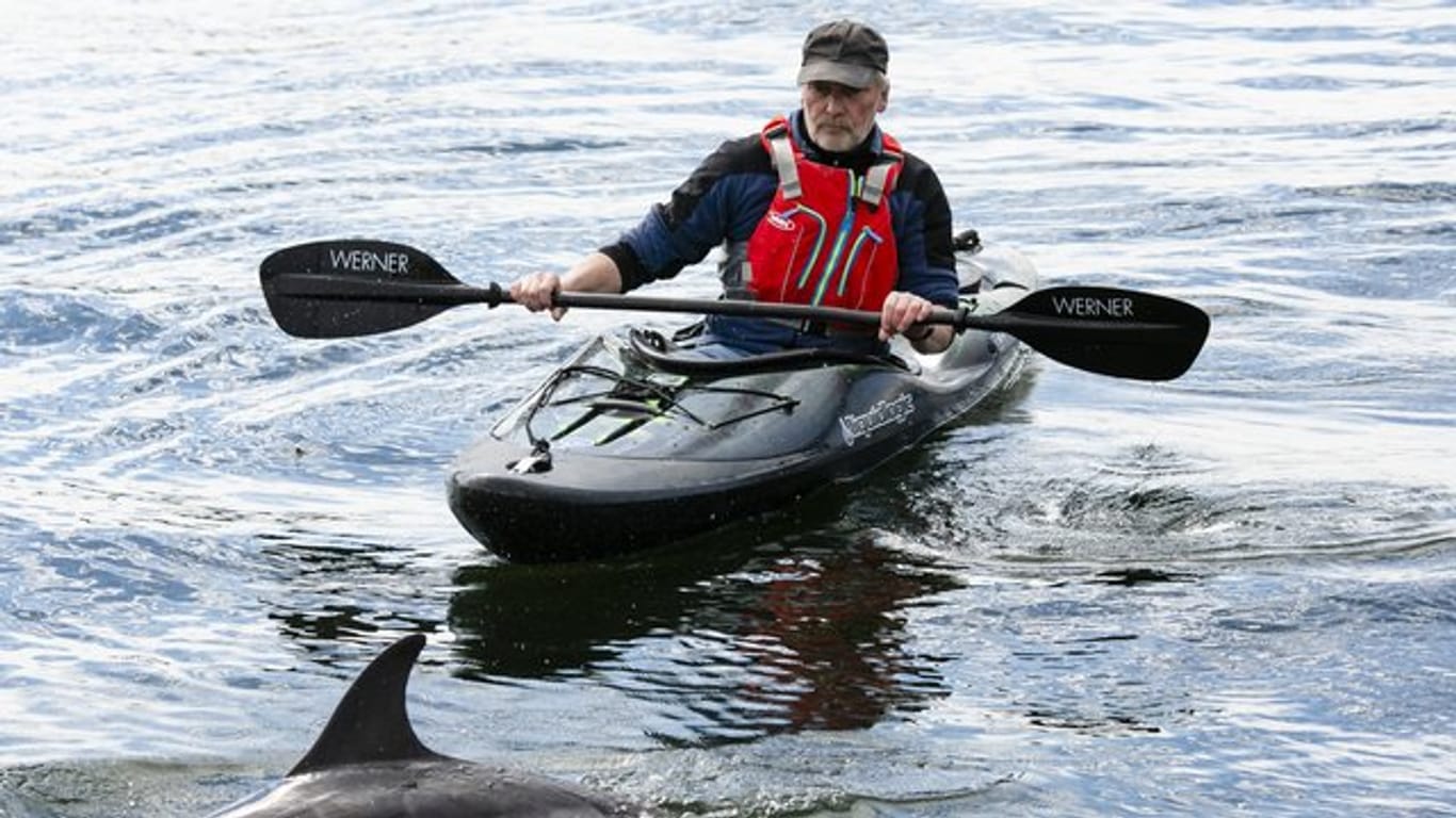 Ein etwa zwei Meter großer Gemeiner Delfin und ein Paddler in der Schwentinemündung.