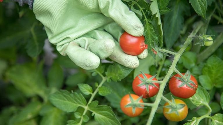 Tomaten sind krankheitsanfällig und echte Vielfraße, was Nährstoffe angeht.