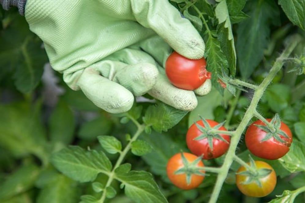 Tomaten sind krankheitsanfällig und echte Vielfraße, was Nährstoffe angeht.