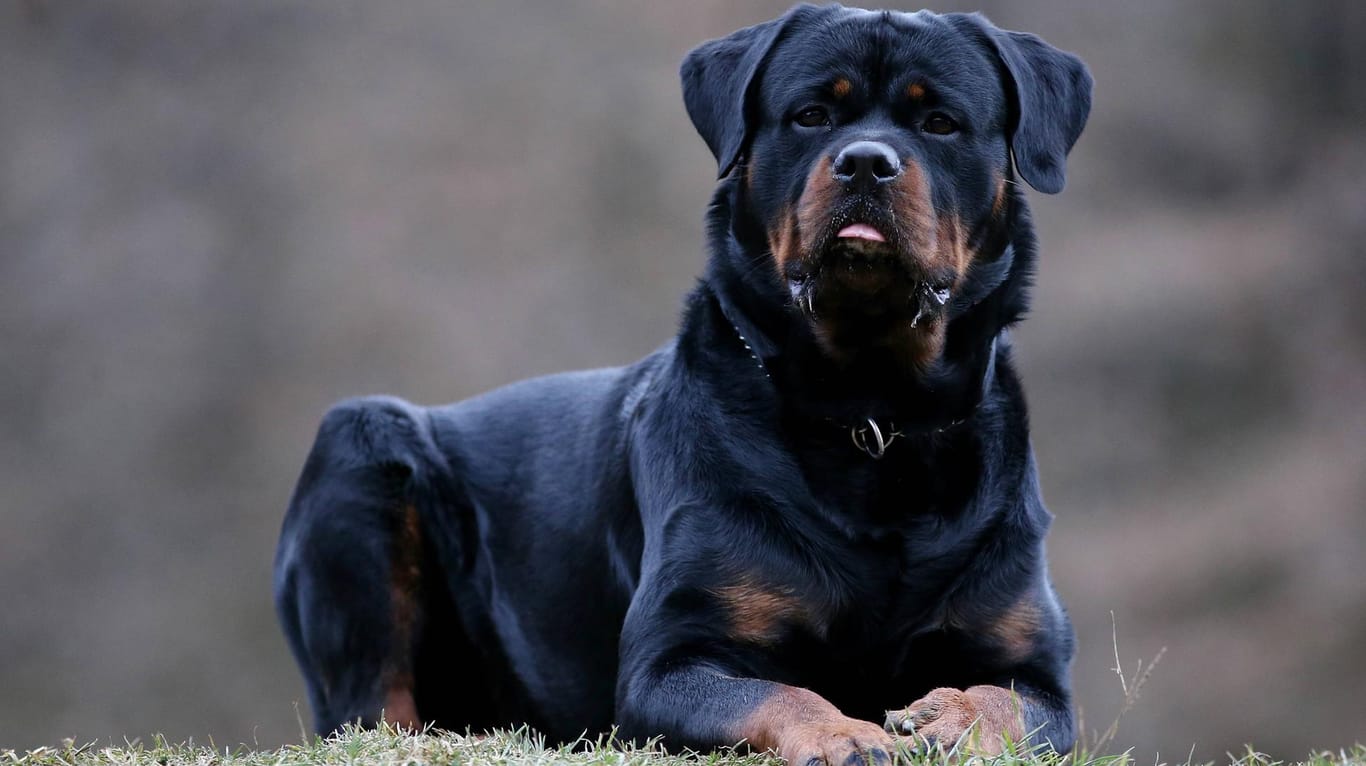 Ein Rottweiler liegt auf einer Wiese (Symbolfoto): Mutter und Kinder mussten im Krankenhaus behandelt werden.