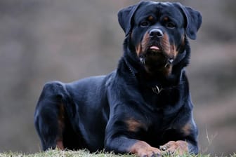 Ein Rottweiler liegt auf einer Wiese (Symbolfoto): Mutter und Kinder mussten im Krankenhaus behandelt werden.