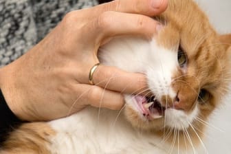 Wenn der Stubentiger zubeißt: Katzenbisse sind oft viel gefährlicher, als es zunächst scheint.