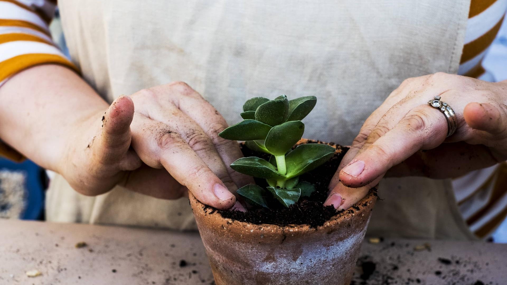 Blumenerde wird zum Eintopfen verwendet: Hat sie eine gute Qualität, enthält sie organischen Düngestoffe.