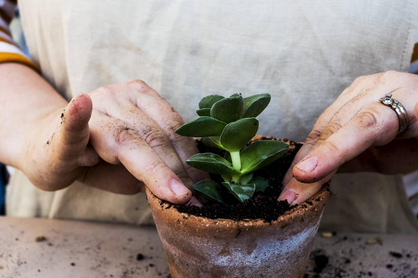 Blumenerde wird zum Eintopfen verwendet: Hat sie eine gute Qualität, enthält sie organischen Düngestoffe.