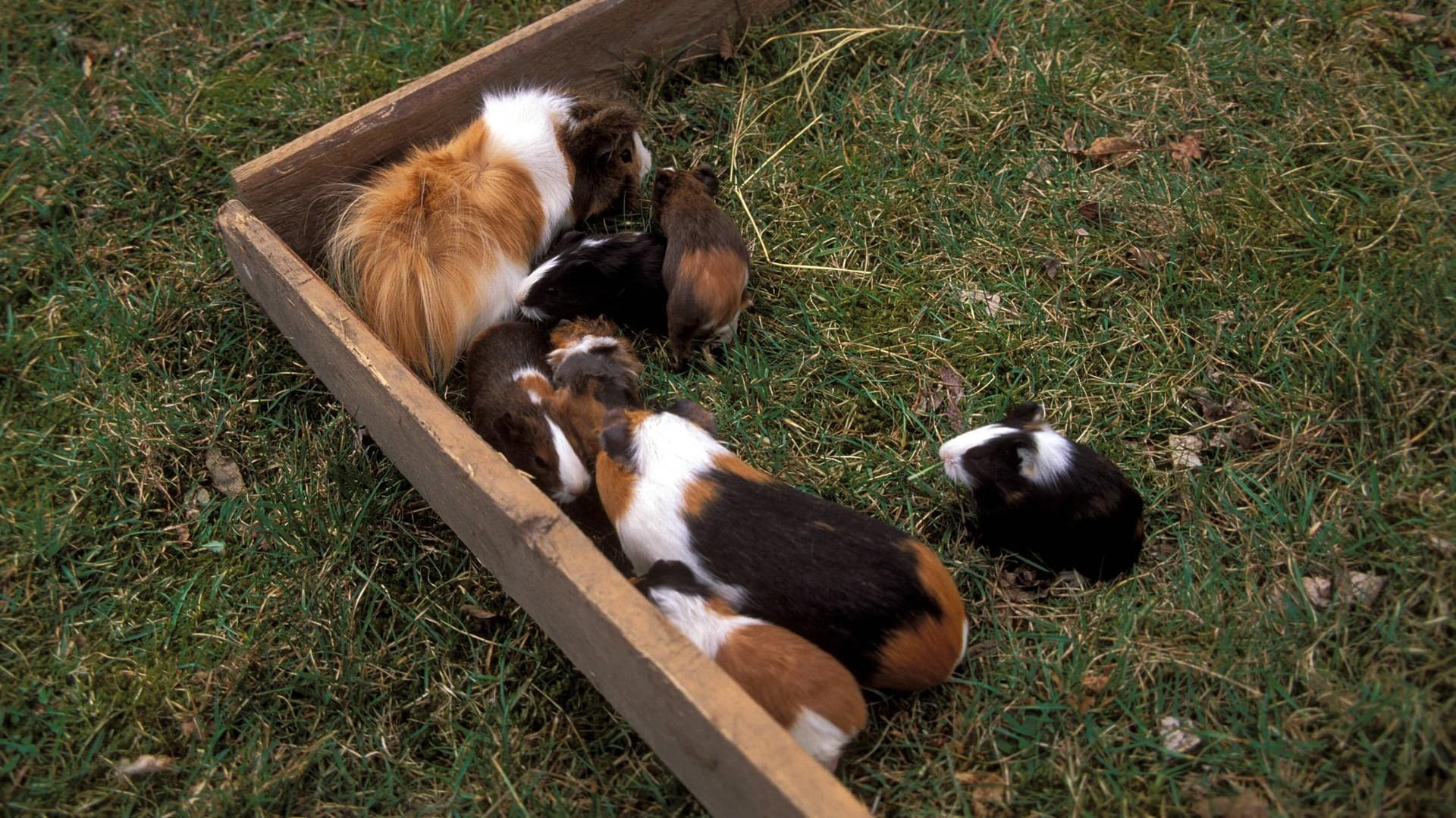 Meerschweinchen in einem Freiluftgehege (Symbolbild): Unbekannte haben in einer Kleingartenkolonie in Goslar 20 Meerschweinchen getötet.