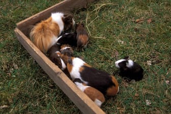 Meerschweinchen in einem Freiluftgehege (Symbolbild): Unbekannte haben in einer Kleingartenkolonie in Goslar 20 Meerschweinchen getötet.