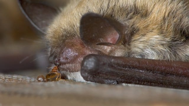 Bettwanzen piesacken ihre Mitgeschöpfe wohl schon weit länger als bisher angenommen. Bettwanzen piesacken ihre Mitgeschöpfe wohl schon weit länger als bisher angenommen.
