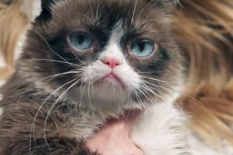 Die berühmteste Katze der Welt auf dem roten Teppich während einer Vernissage: "Grumpy Cat" ist tot.