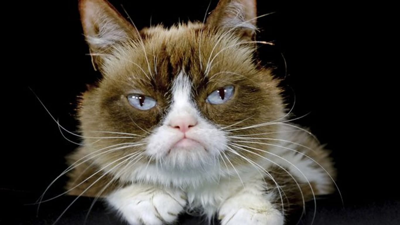 "Grumpy Cat" wurde durch ihr mürrisches Gesicht zur Internet-Sensation.