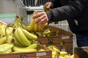 Mann nimmt Bananen aus einer Kiste: Kunden greifen lieber zu billig, anstatt faire Arbeitsbedingungen zu unterstützen.