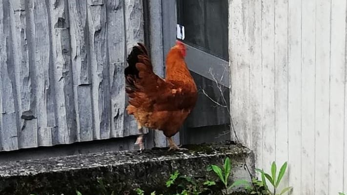 Das Huhn läuft auf einem Mäuerchen entlang: Das Tier war flinker als die Beamten, die versuchten, es einzufangen.