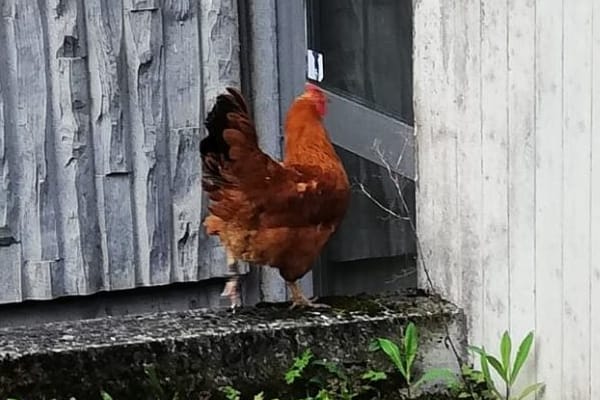 Das Huhn läuft auf einem Mäuerchen entlang: Das Tier war flinker als die Beamten, die versuchten, es einzufangen.