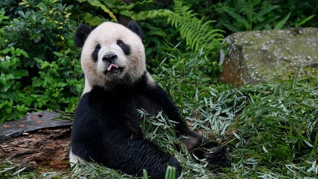 Eine App zur Gesichtserkennung soll Artenschützern künftig helfen, einzelne Pandas zu identifizieren. Eine App zur Gesichtserkennung soll Artenschützern künftig helfen, einzelne Pandas zu identifizieren.