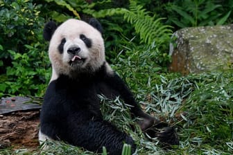 Eine App zur Gesichtserkennung soll Artenschützern künftig helfen, einzelne Pandas zu identifizieren.