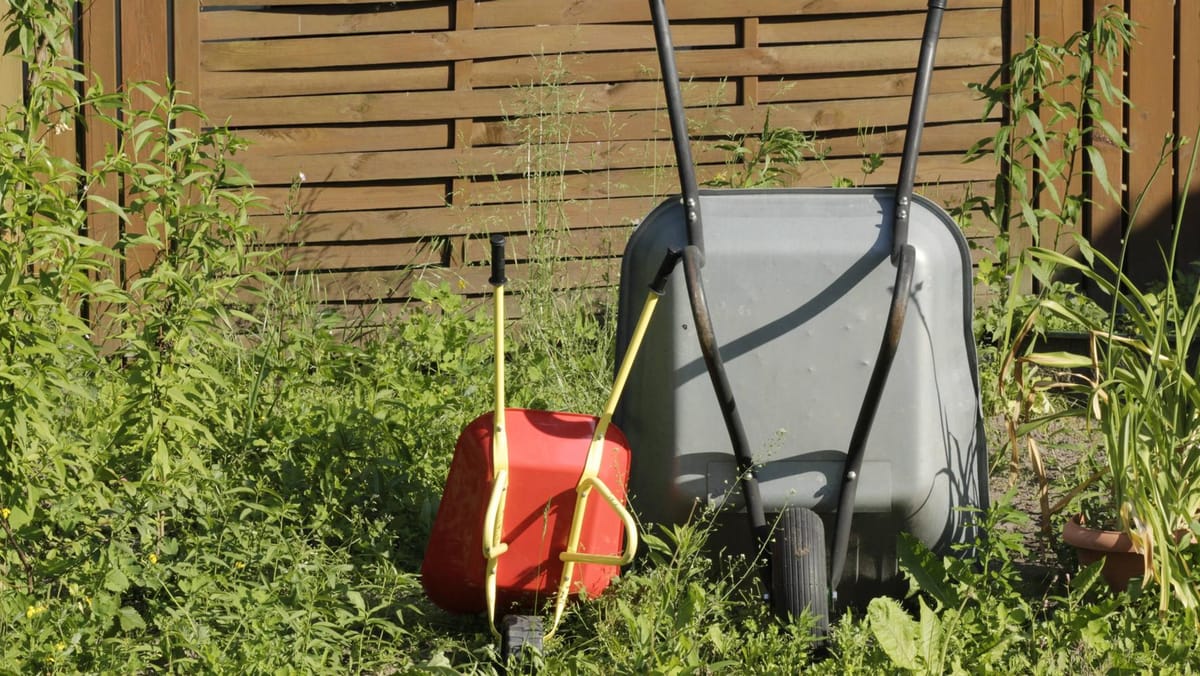 Weltbienentag Warum faule Gärtner besser für Insekten sind