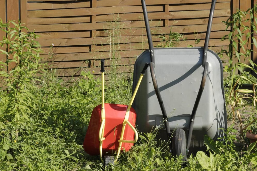 Grüner Garten: Experten warnen vor Mährobotern und allzu gepflegten Rasenflächen: Sie bieten Insekten wenig Nahrung.