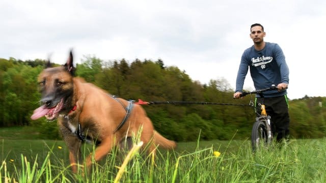 Erst der Hund, dann das Herrchen: Mario Reitz lässt sich von seiner Schäferhündin Kira ziehen.