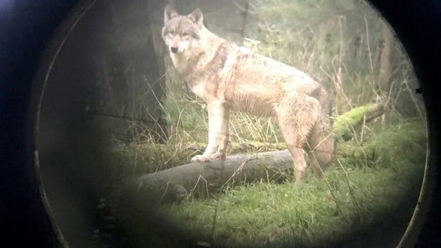 Ein Wolf im Wildpark Eekholt - fotografiert durch ein Zielfernrohr.