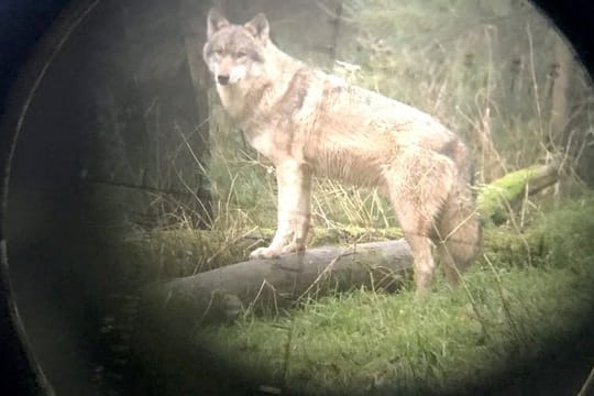 Ein Wolf im Wildpark Eekholt - fotografiert durch ein Zielfernrohr.