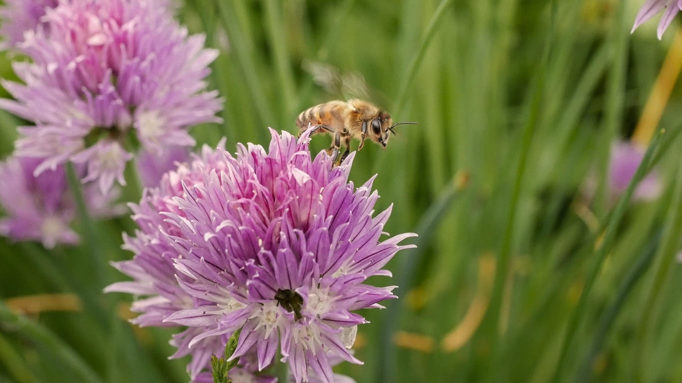 Honigbiene fliegt über Schnittlauchblüte: Blühende Kräuter sollten Sie nicht mehr verzehren.