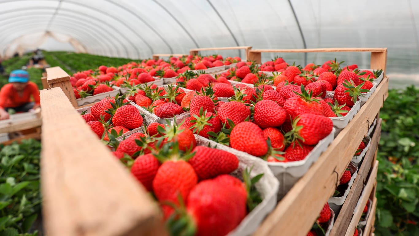 Erdbeeren aus Folienanbau: Naturschützer sehen den Anbau unter Folien und Glas kritisch.