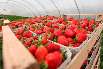 Erdbeeren aus Folienanbau: Naturschützer sehen den Anbau unter Folien und Glas kritisch.
