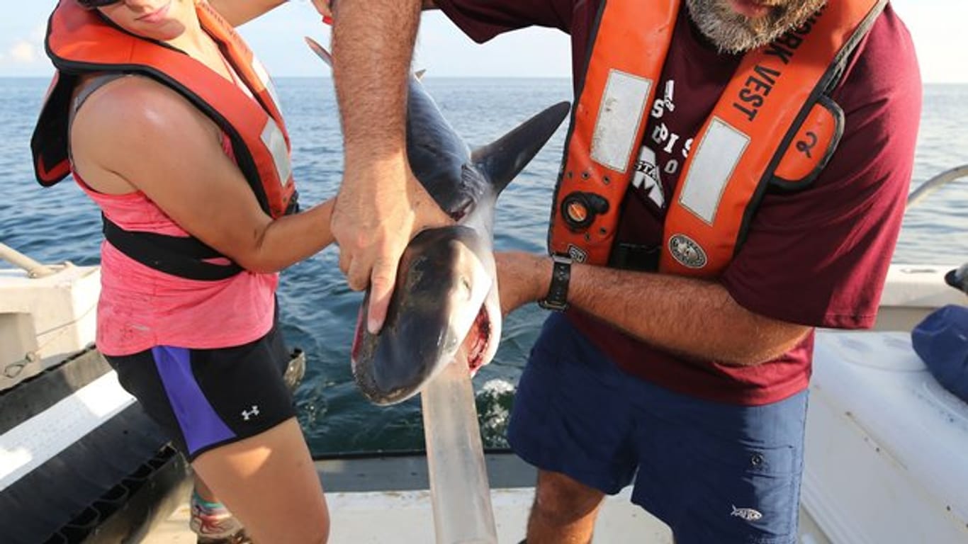 Wissenschaftler sammeln den Mageninhalt eines jungen Tigerhais.