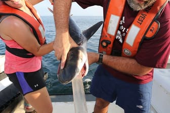 Wissenschaftler sammeln den Mageninhalt eines jungen Tigerhais.