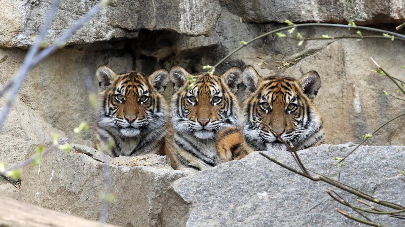 Sibirische Tiger in einem Zoo: In Kanada wurden auf dem Gelände des Saint-Edouard-Zoos zwei tote Tiger gefunden.