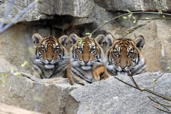 Sibirische Tiger in einem Zoo: In Kanada wurden auf dem Gelände des Saint-Edouard-Zoos zwei tote Tiger gefunden.