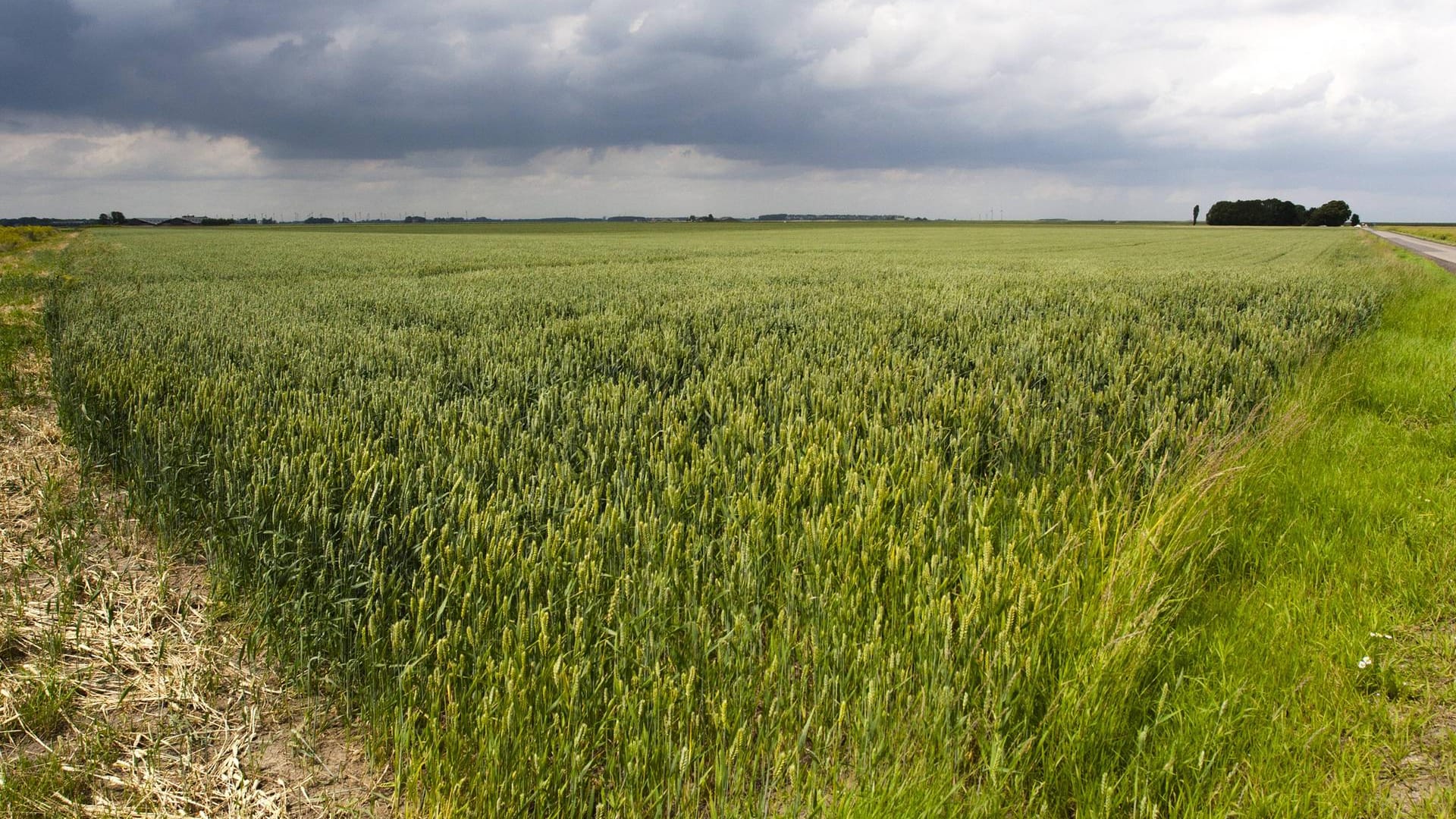 Feld nahe Groningen: Durch die Erdgasförderung wurde die Erde erschüttert. (Archivbild)