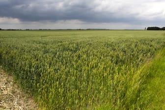 Feld nahe Groningen: Durch die Erdgasförderung wurde die Erde erschüttert. (Archivbild)