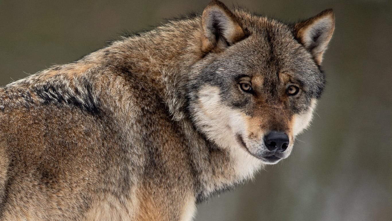 Wolf (Canis lupus) in einem Gehege im Wildpark Neuhaus: Jeder Abschuss eines Tieres muss einzeln genehmigt werden.