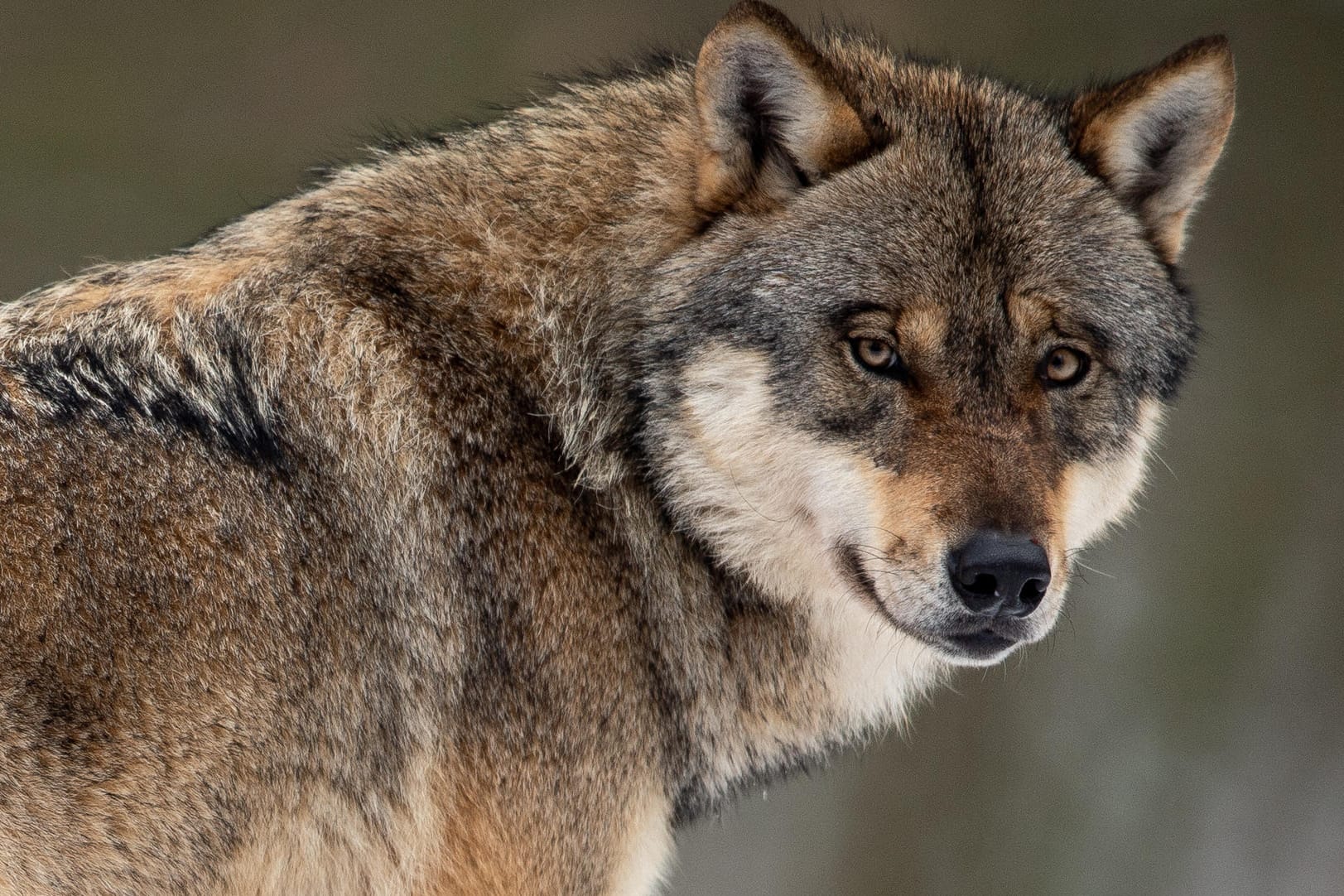 Wolf (Canis lupus) in einem Gehege im Wildpark Neuhaus: Jeder Abschuss eines Tieres muss einzeln genehmigt werden.