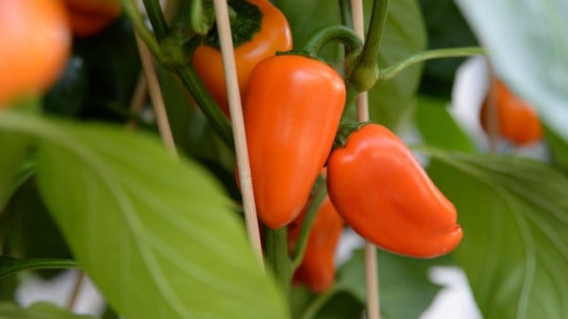 Verliert eine Paprikapflanze ihre Blüten oder junge Früchte, kann es sein, dass zu viel gedüngt wurde.