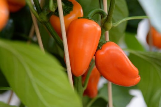 Verliert eine Paprikapflanze ihre Blüten oder junge Früchte, kann es sein, dass zu viel gedüngt wurde.