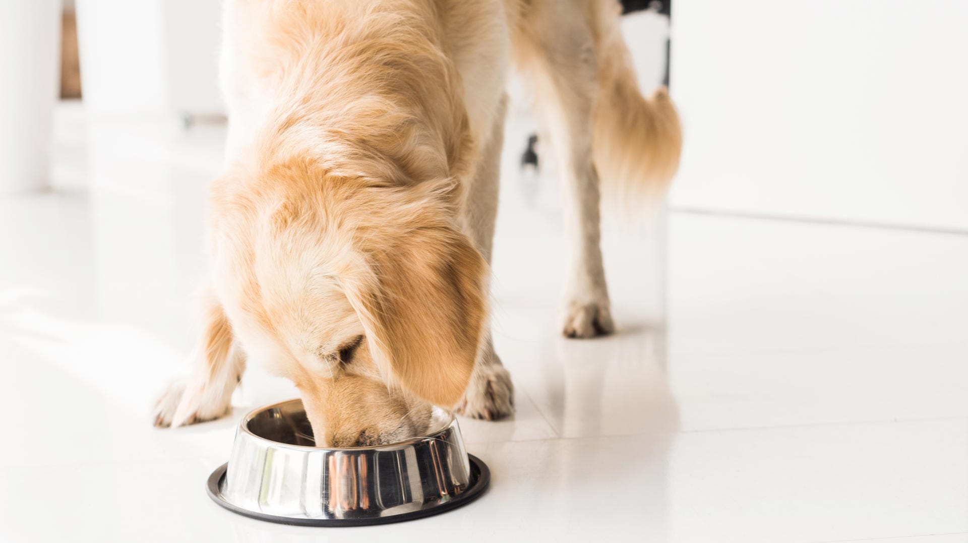 Ein Golden Retriever frisst aus seinem Napf: Einige Hundefutter versorgen laut der Stiftung Warentest den Hund nicht mit allen Nährstoffen.