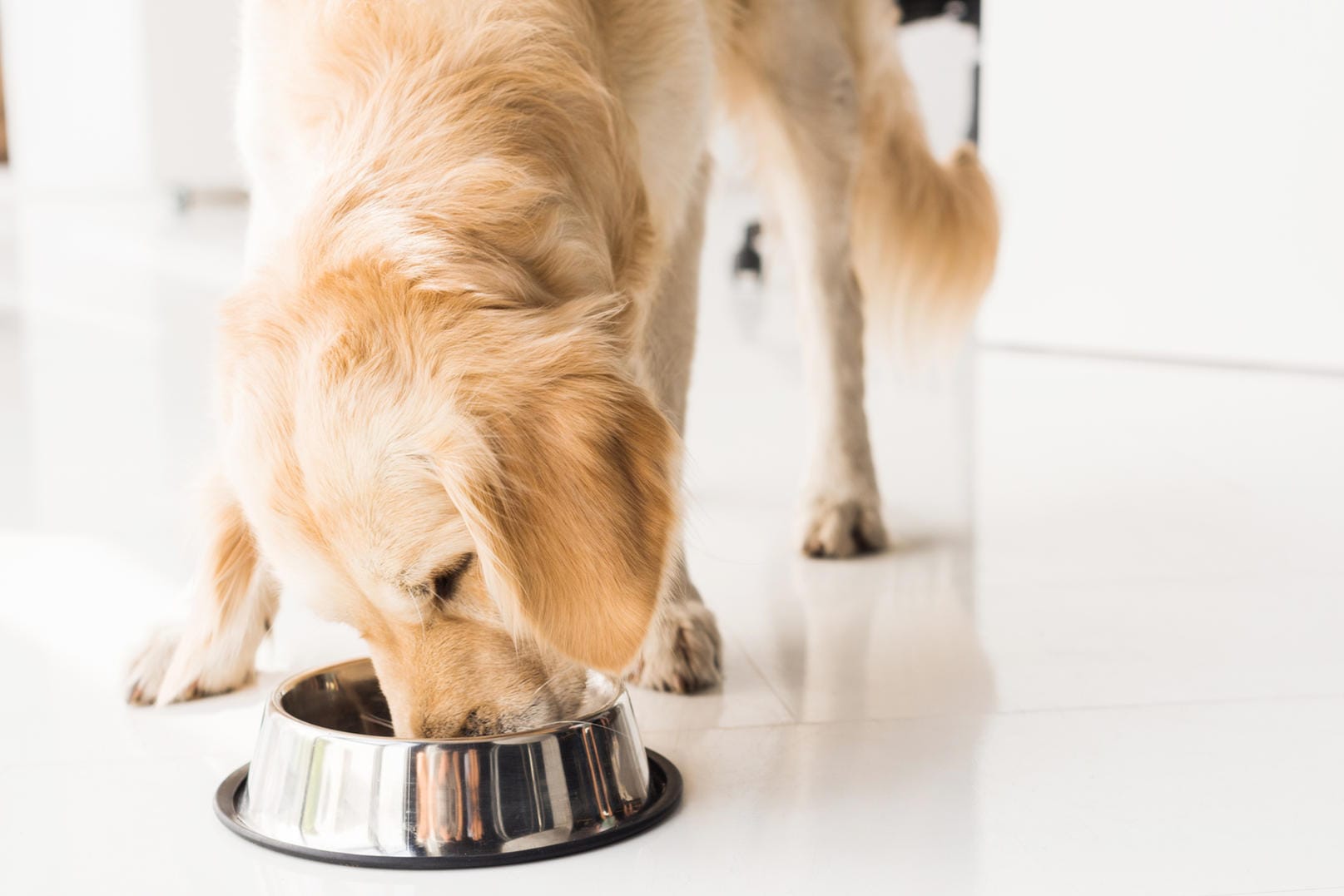 Ein Golden Retriever frisst aus seinem Napf: Einige Hundefutter versorgen laut der Stiftung Warentest den Hund nicht mit allen Nährstoffen.