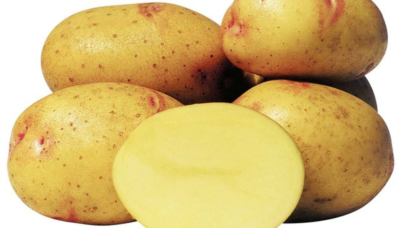 Die Sorte "Quarta" ist die Kartoffel des Jahres 2019.