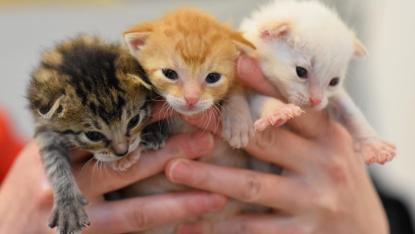 Katzenbabys in einem Tierheim (Archivbild): Tierschutzvereine haben hohe Kosten für Unterbringung, Futter und Tierarztbehandlungen. Mit einer Tierpatenschaft kann man helfen.