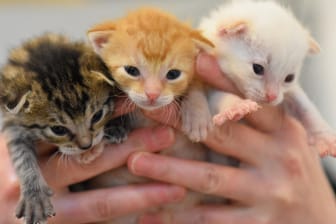 Katzenbabys in einem Tierheim (Archivbild): Tierschutzvereine haben hohe Kosten für Unterbringung, Futter und Tierarztbehandlungen. Mit einer Tierpatenschaft kann man helfen.