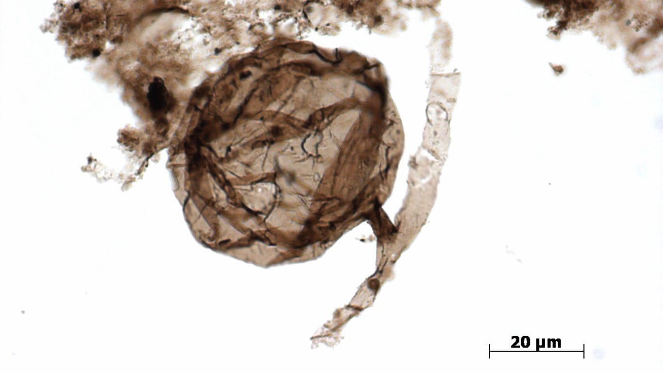 Mikroskopische Aufnahme von einem "Ourasphaira giraldae": Forscher haben die etwa eine Milliarde Jahre alten Pilz-Fossilien entdeckt.