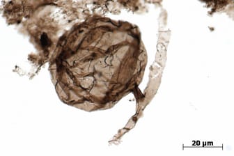 Mikroskopische Aufnahme von einem "Ourasphaira giraldae": Forscher haben die etwa eine Milliarde Jahre alten Pilz-Fossilien entdeckt.
