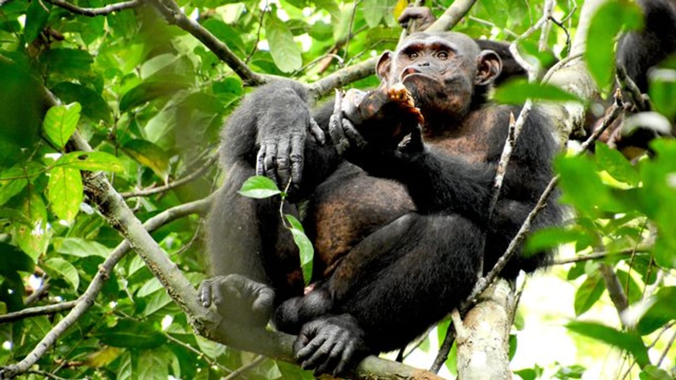 Ein Schimpanse sitzt auf einem Baum mit einer Schildkröte in der Hand.