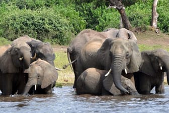 In Botsuana hat die Regierung die Jagd auf Elefanten wieder erlaubt.
