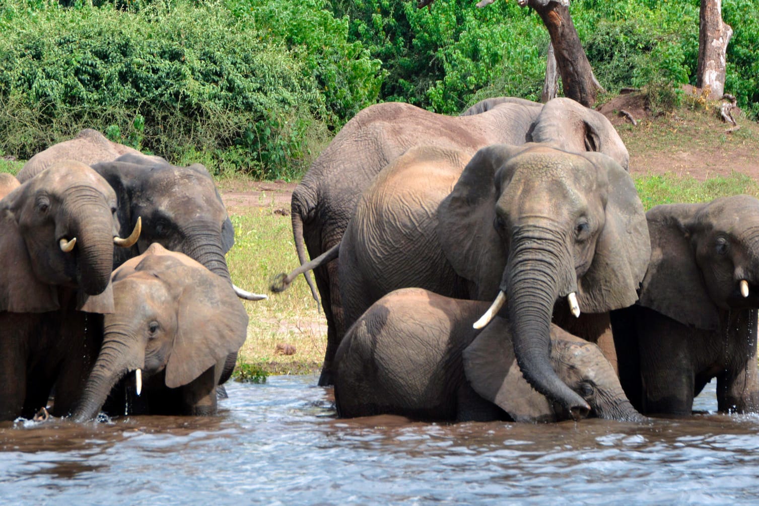 Elefanten trinken Wasser im Chobe-Nationalpark: Nähere Details zu den Regeln für die legale Elefantenjagd sind derzeit noch nicht bekannt.